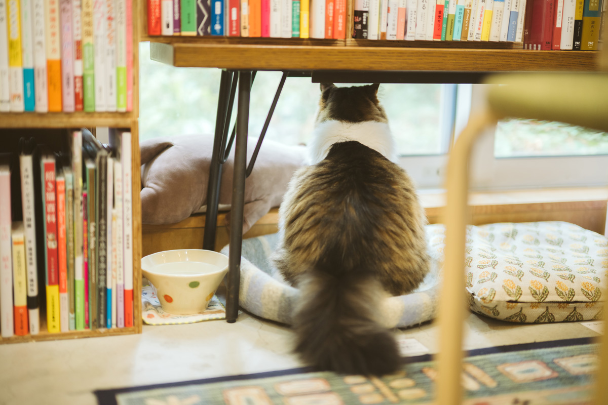 書店で働く猫たち