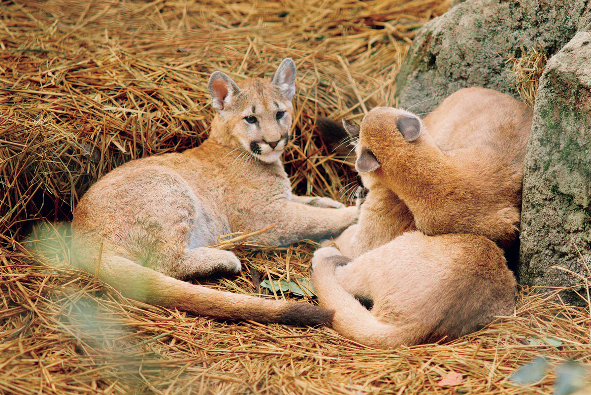 盛岡市動物公園 ZOOMOのピューマ三兄弟