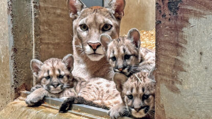 大きな猫団子が見たい！ 盛岡市動物公園 ZOOMOのピューマ3兄弟