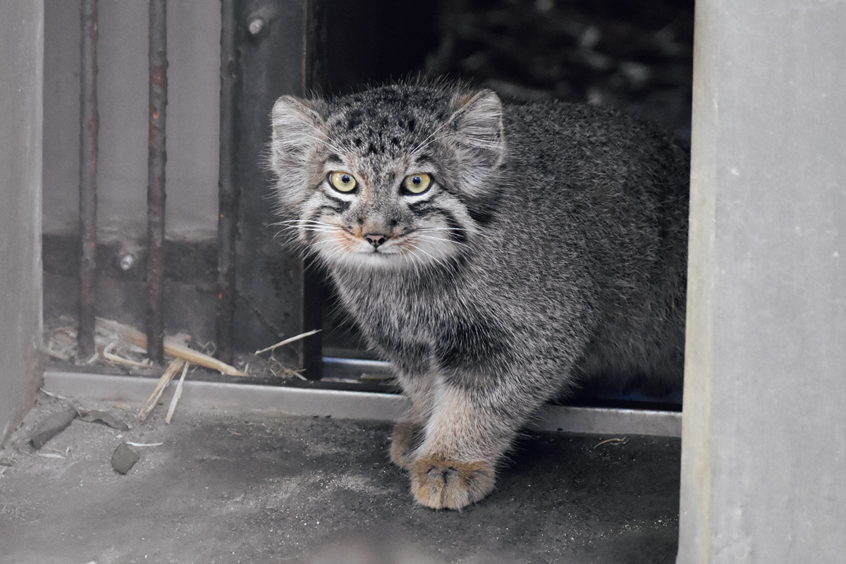 名古屋市東山動植物園のマヌルネコ3兄弟