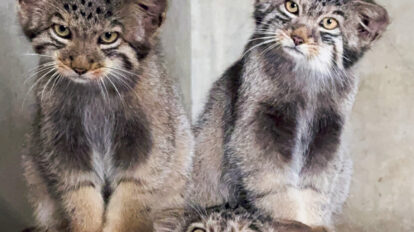 【悶絶必至！】名古屋市東山動植物園の小さなマヌルネコ3兄弟