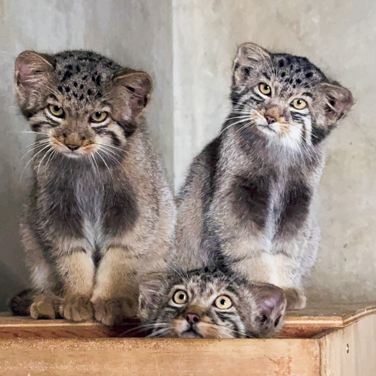 名古屋市東山動植物園のマヌルネコ3兄弟
