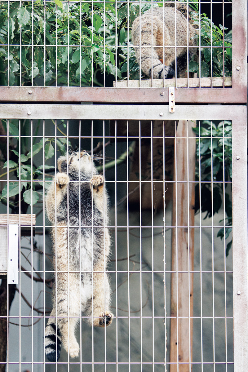 名古屋市東山動植物園のマヌルネコ3兄弟