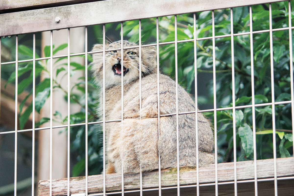 名古屋市東山動植物園のマヌルネコ3兄弟