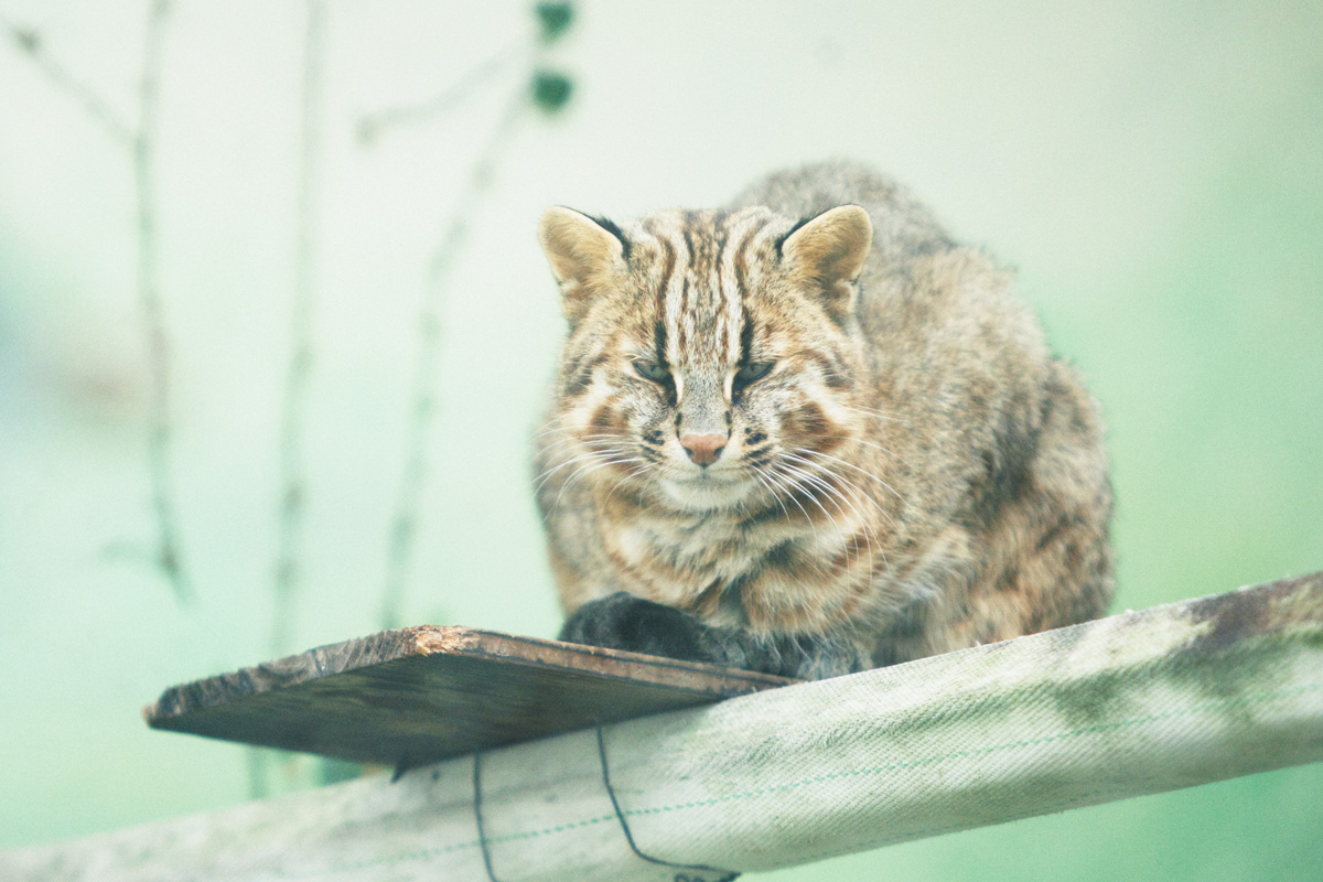 名古屋市東山動植物園のツシマヤマネコ