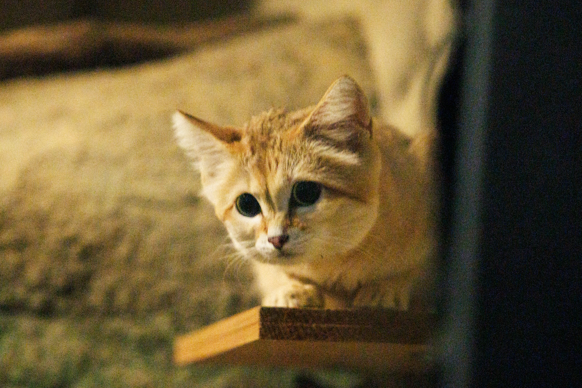 名古屋市東山動植物園のスナネコ