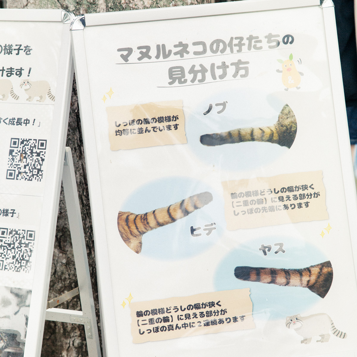 名古屋市東山動植物園のマヌルネコ3兄弟の見分け方