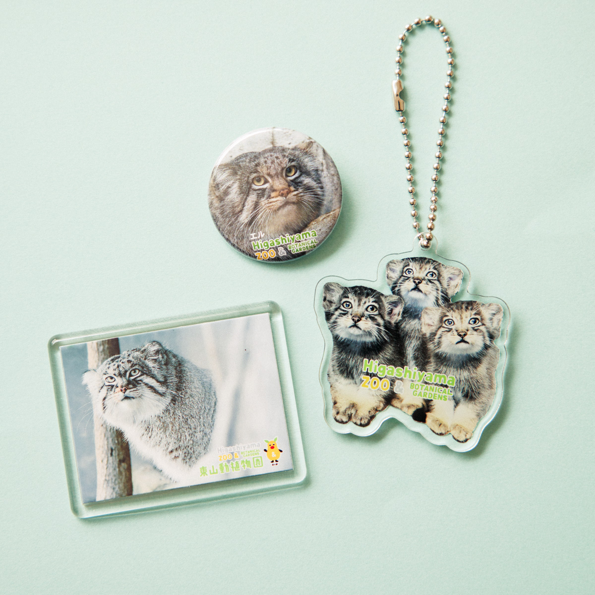 名古屋市東山動植物園のマヌルネコ3兄弟