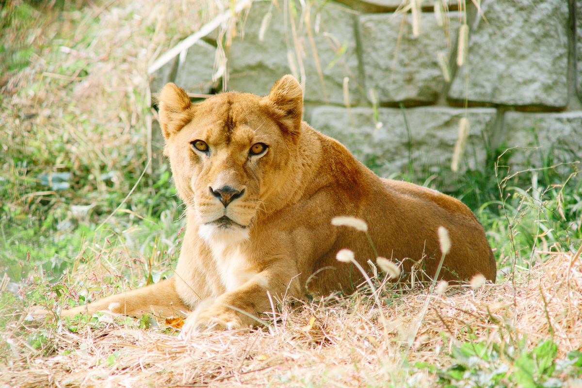 盛岡市動物公園 ZOOMOのライオン
