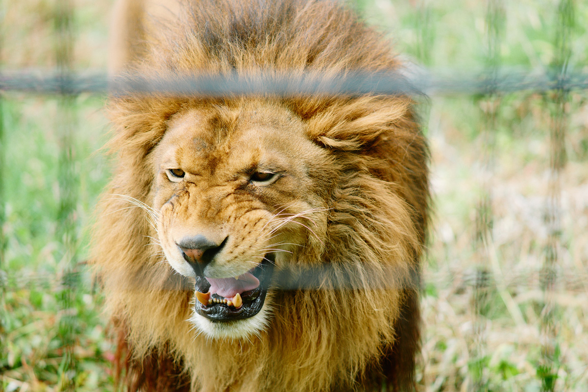 盛岡市動物公園 ZOOMOのライオン