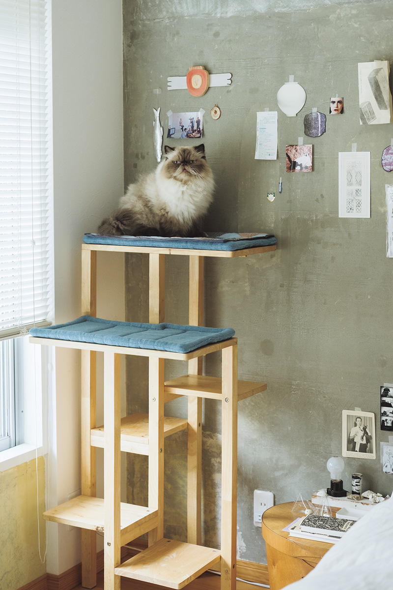 おしゃれな団地で猫を飼う人