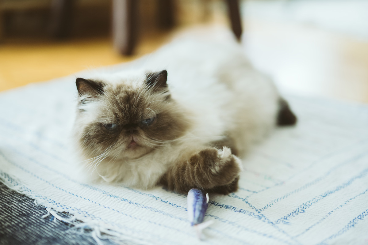 おしゃれな団地で猫を飼う人