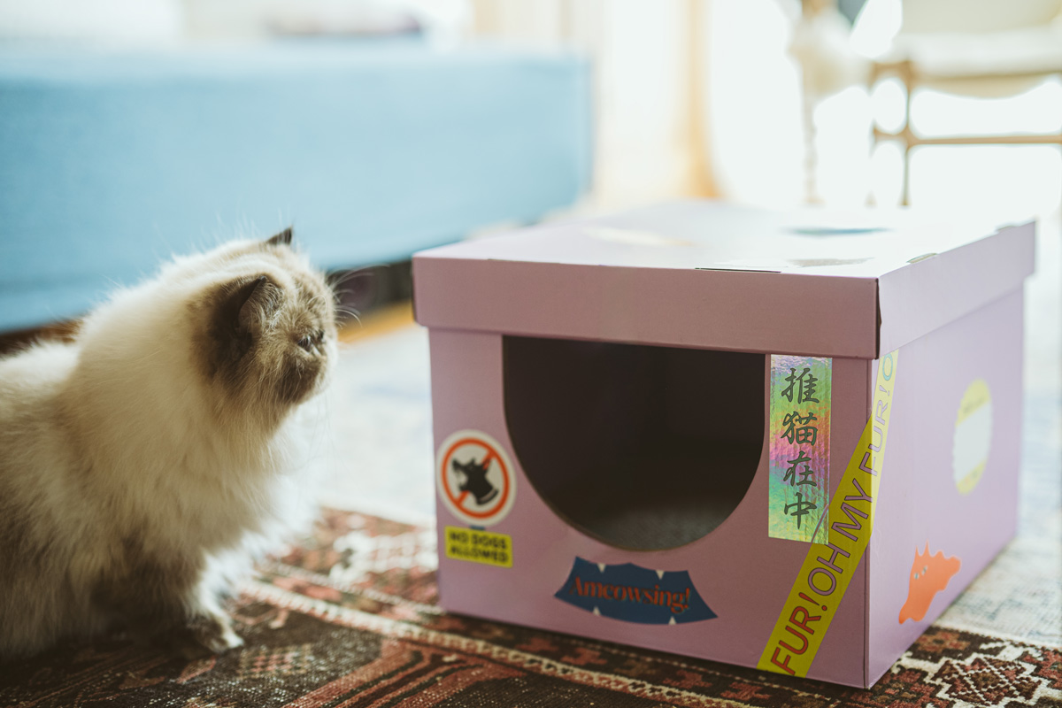 おしゃれな団地で猫を飼う人