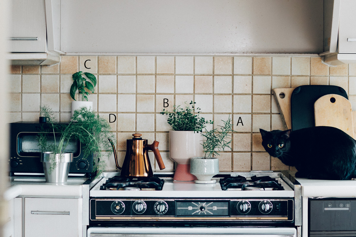 猫と花のある暮らし