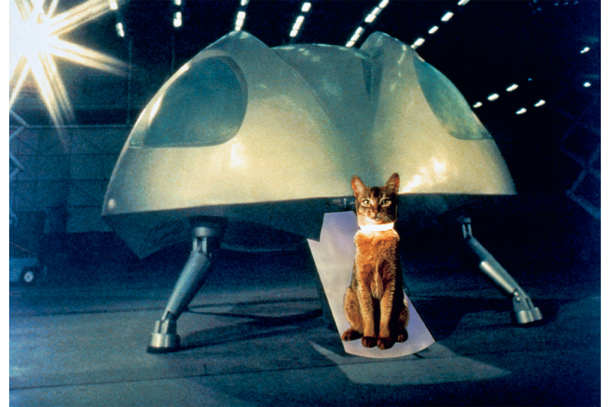 映画『スペースキャット』のワンシーン