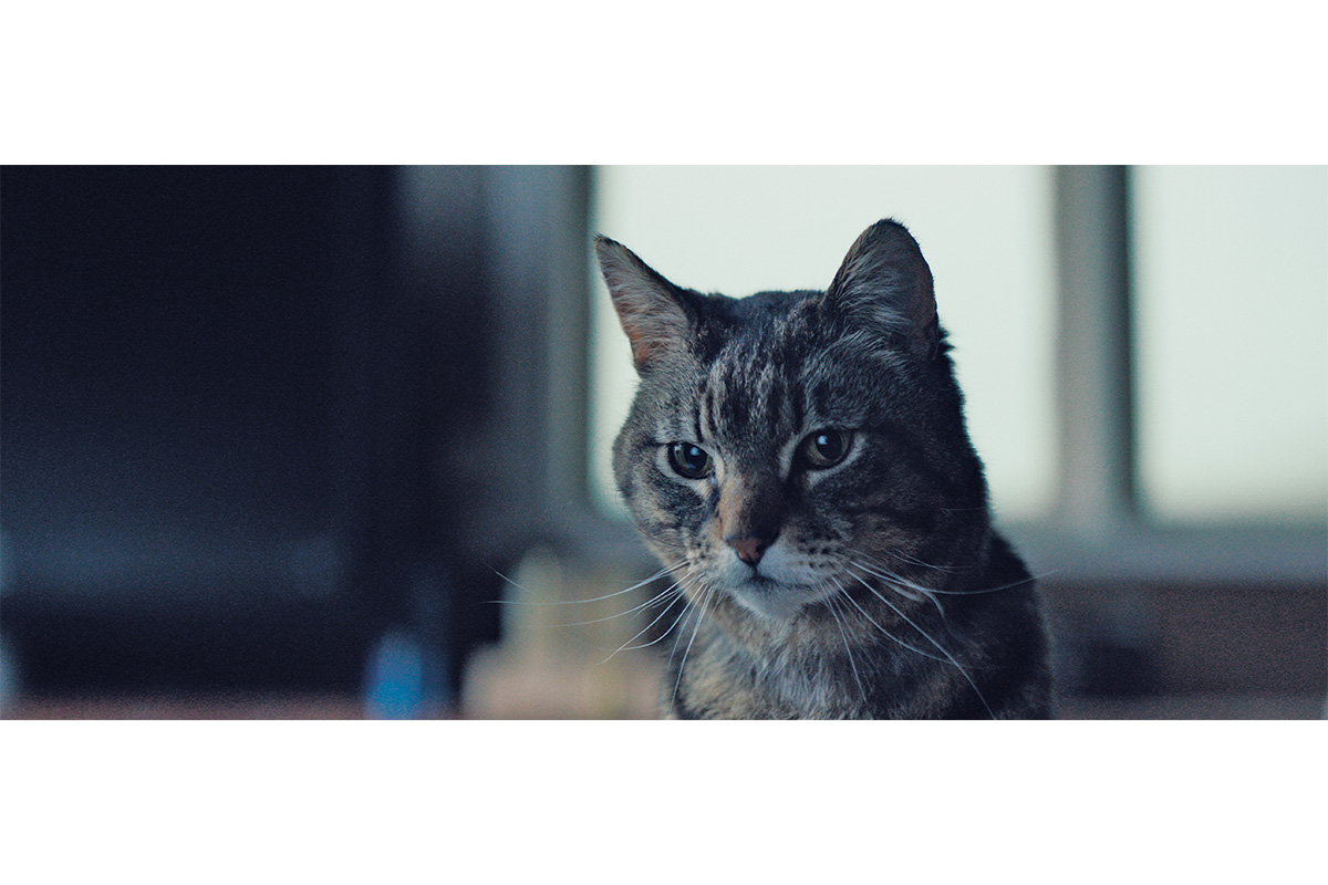 名作『エイリアン』劇中での名演技に気づいた？  猫の存在が光る傑作映画12選