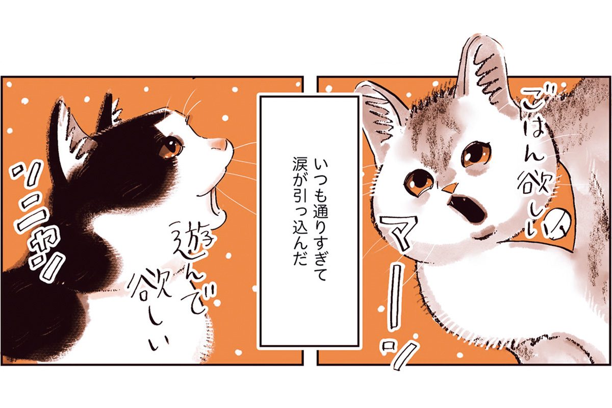 漫画『うちの猫は仲が悪い』の一コマ