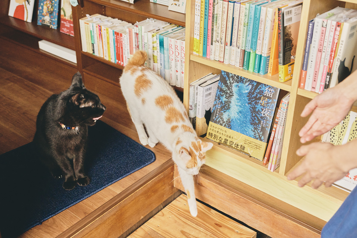 ネコオドル 猫に関する書籍や絵本が多い本屋さんの猫