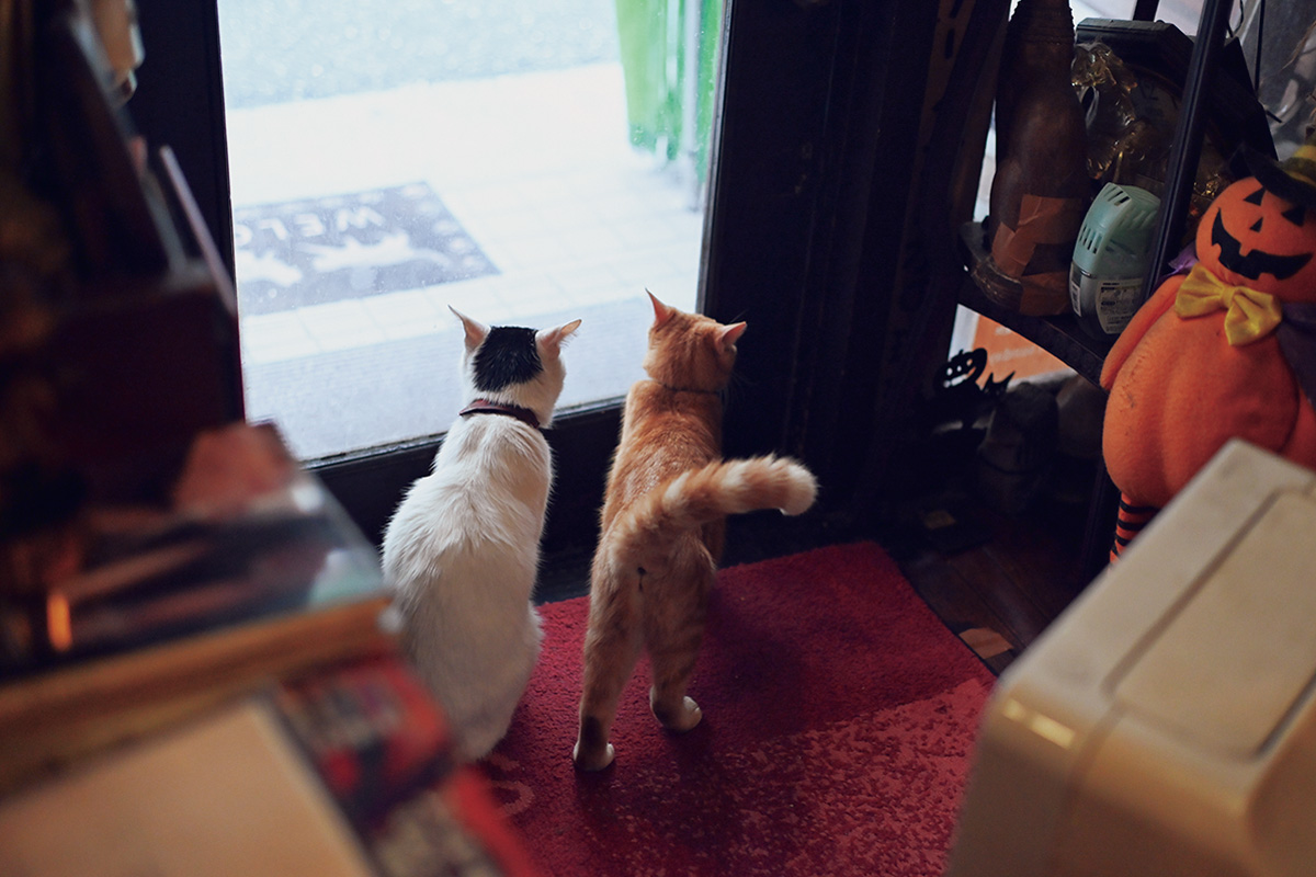 ロングコートダディの堂前とミキの亜生　猫好き芸人