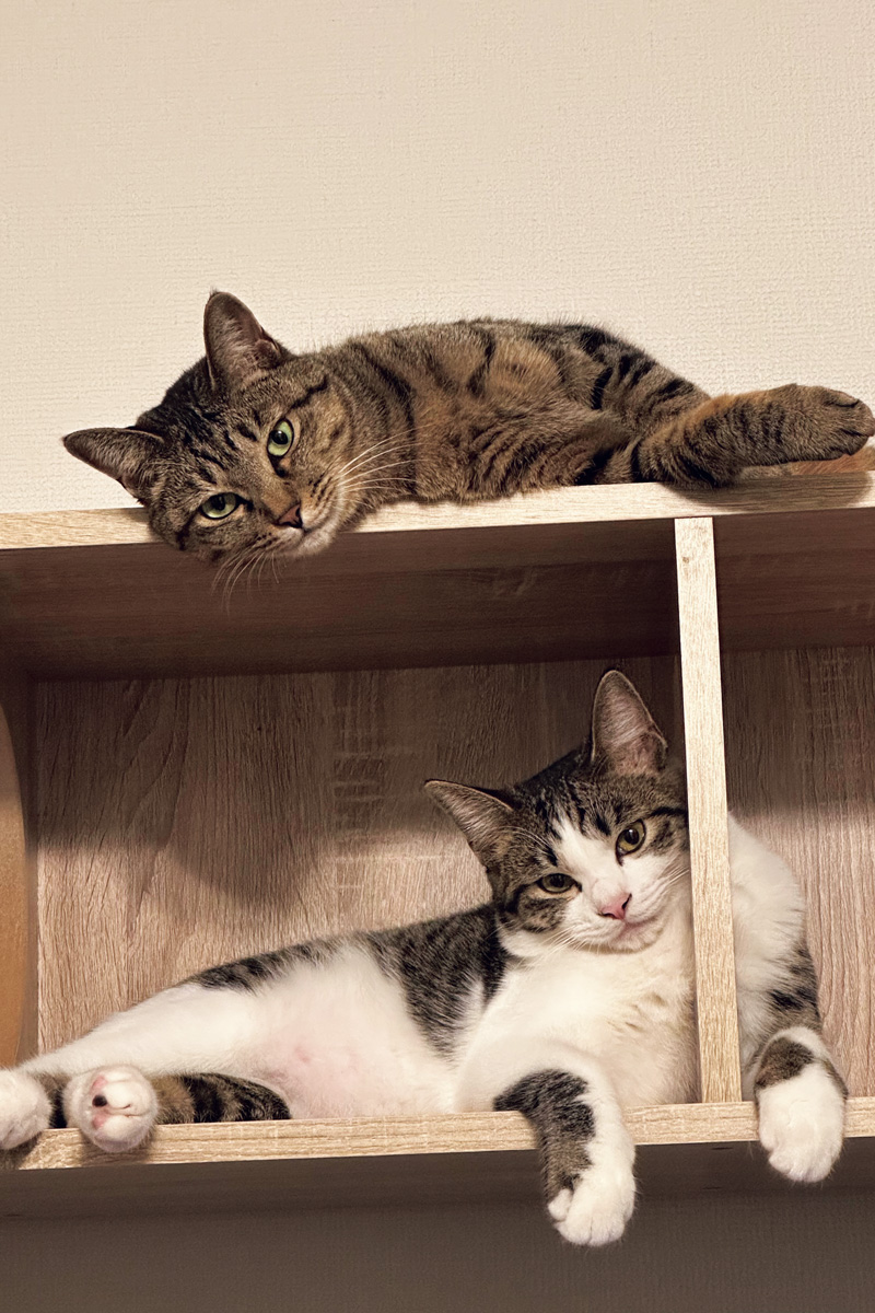 ロングコートダディの堂前　猫好き芸人