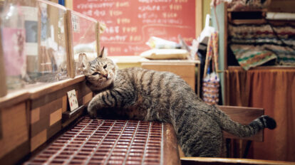 【猫好きさん必見】とにかく癒される話題の猫さん｜看板猫、動物園のアイドル猫など10選