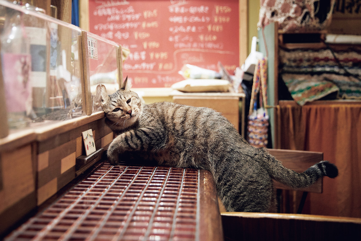 【猫好きさん必見】とにかく癒される話題の猫さん｜看板猫、動物園のアイドル猫など10選