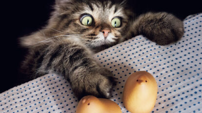 猫と暮らすために知っておきたいことと｜猫も大丈夫なお花、猫ファーストなお家DIYほか10選