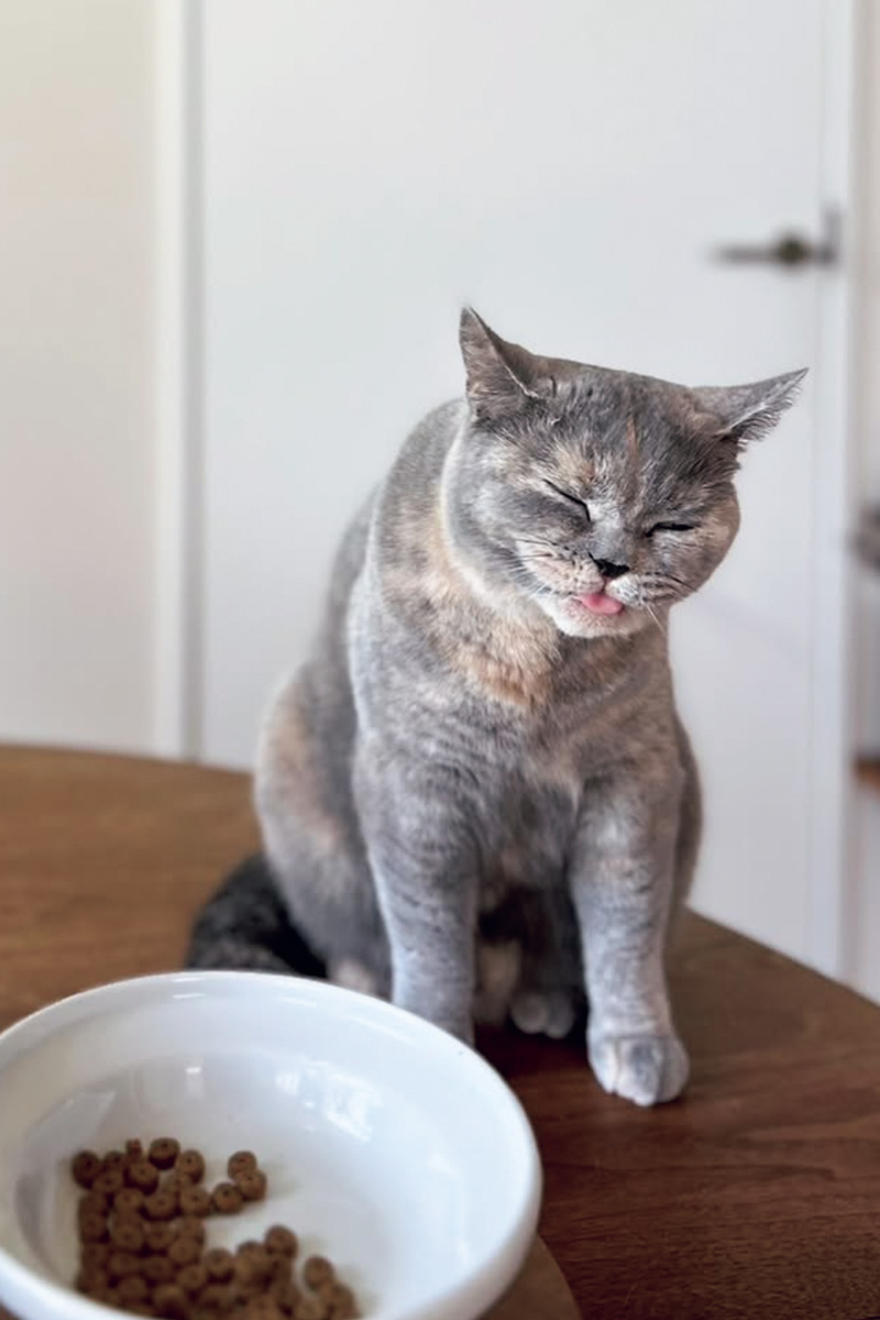 ミキの亜生　猫好き芸人