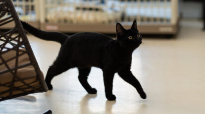 保護猫を迎え入れたい。里親になるまでの流れと3つの条件