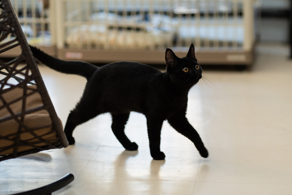 保護猫を迎え入れたい。里親になるまでの流れと3つの条件