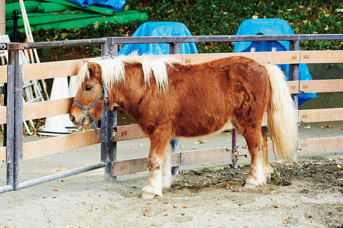明治神宮　代々木ポニー公園