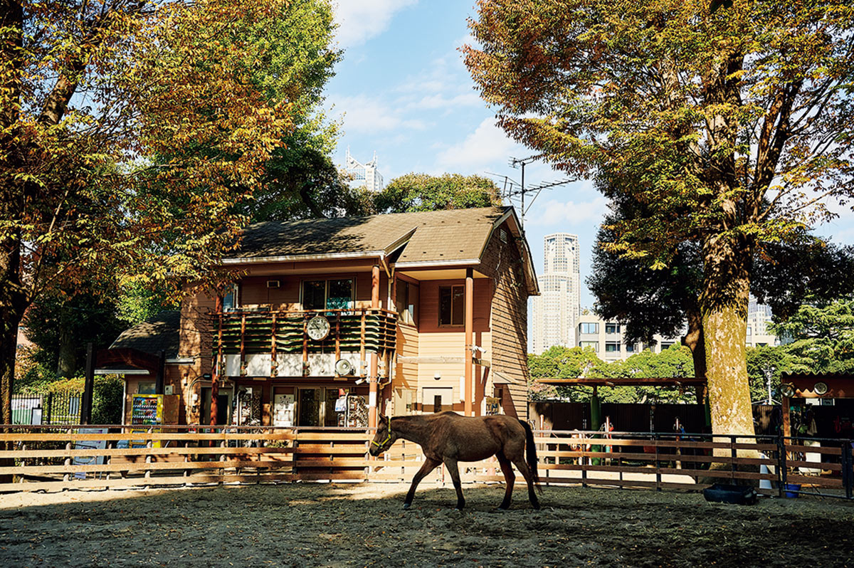 代々木ポニー公園