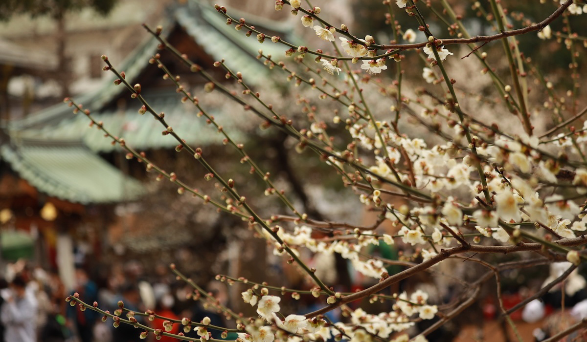 東京随一の古社【湯島天満宮】の味わい深い木鷽。
