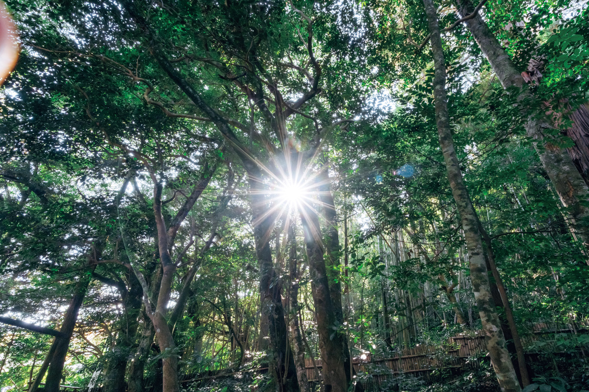 2026年の開運キーワードは「午」「南」「水」。開運のプロおすすめの聖地5選