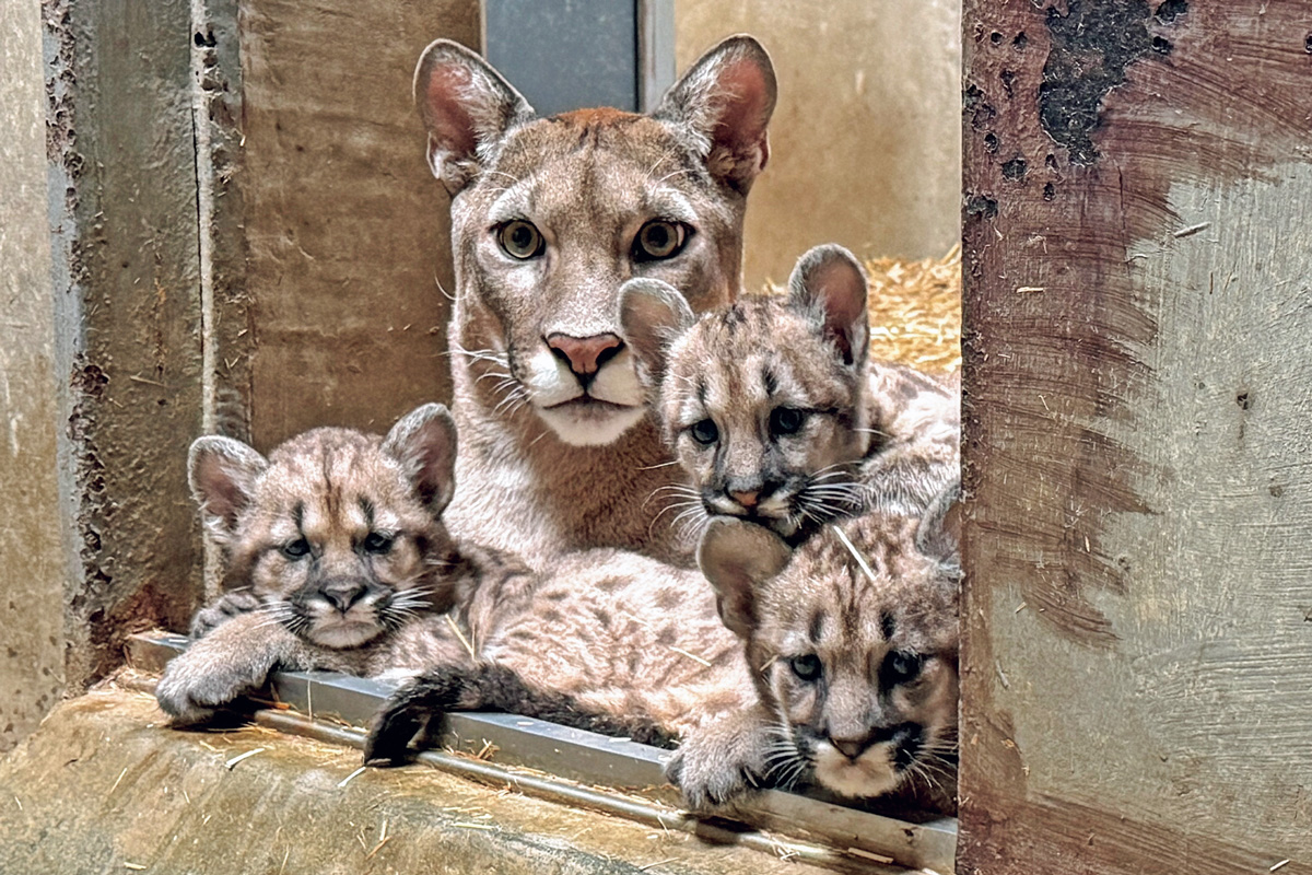 愛くるしい姿に悶絶！癒しの動物園・水族館10選｜ピューマ3兄弟がいる動物園、猫好き必見の動物園、芸達者なアイドルラッコがいる水族館ほか