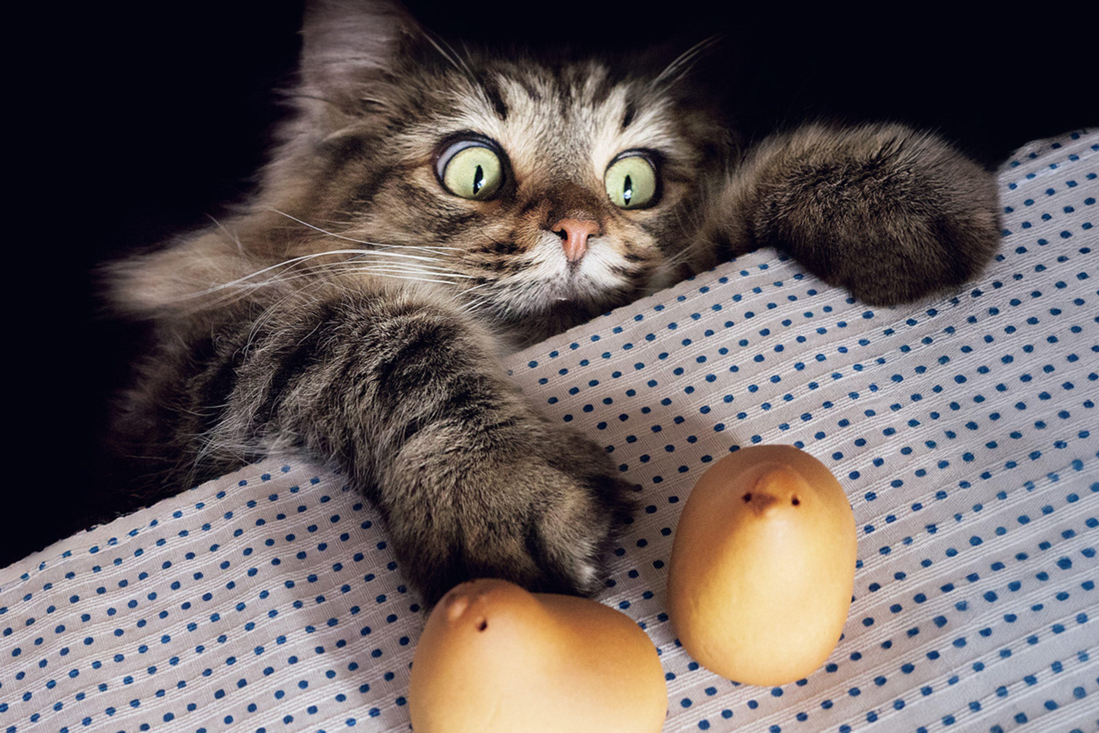 【猫の日に読みたい】尊さすぎてしんどい猫さんたち｜世界で大バズりした猫さん、モフモフに悶絶、書店で働く2匹のモフモフほか27選