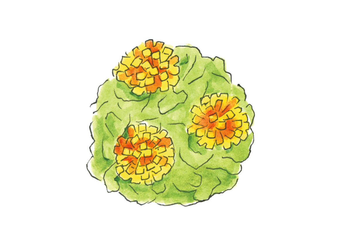 〈鶴屋𠮷信 TOKYO MISE〉の実演生菓子「紅花」