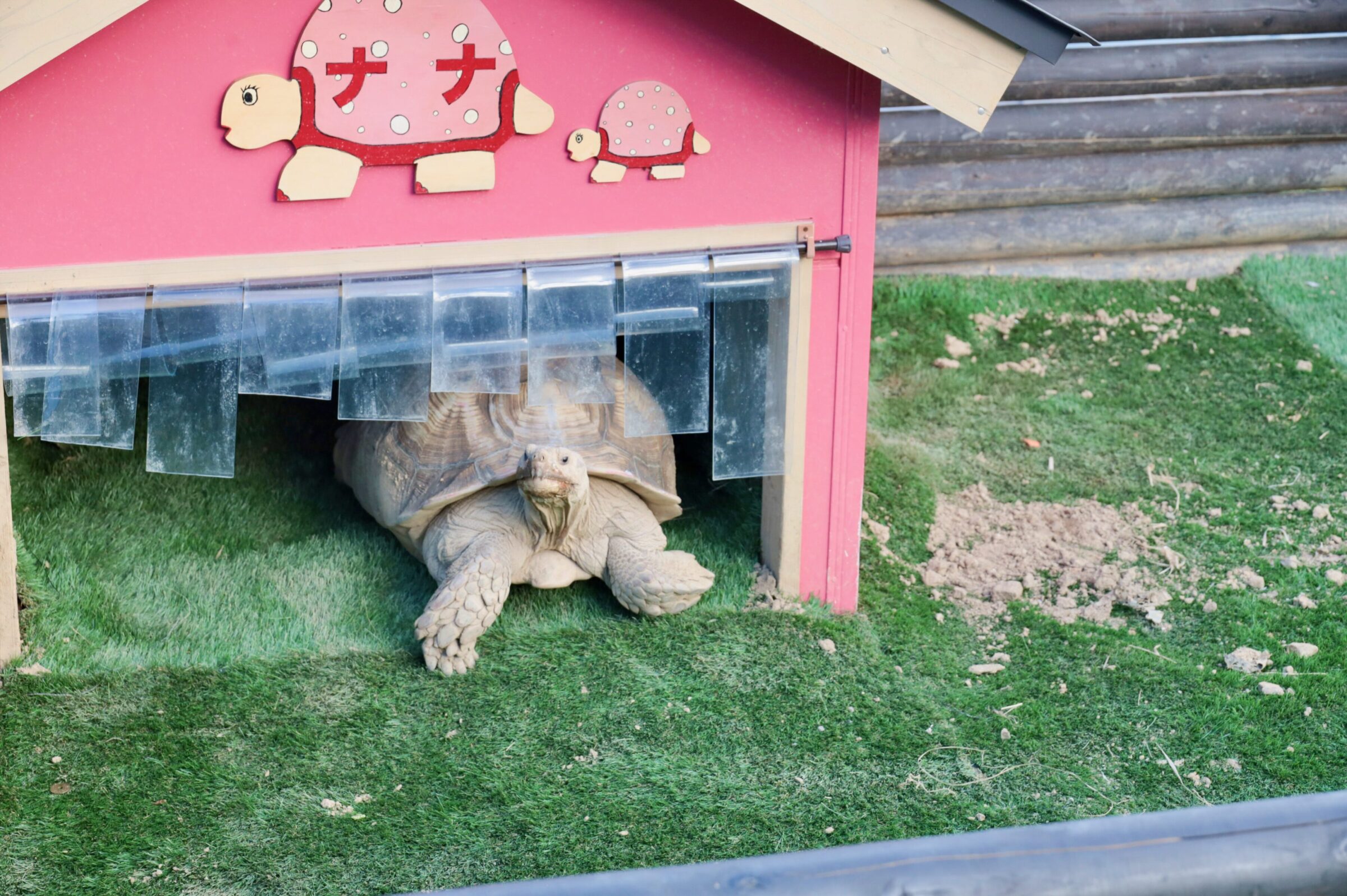 南国・宮崎を感じさせてくれる絶景シンボル。〈サンメッセ日南〉　亀