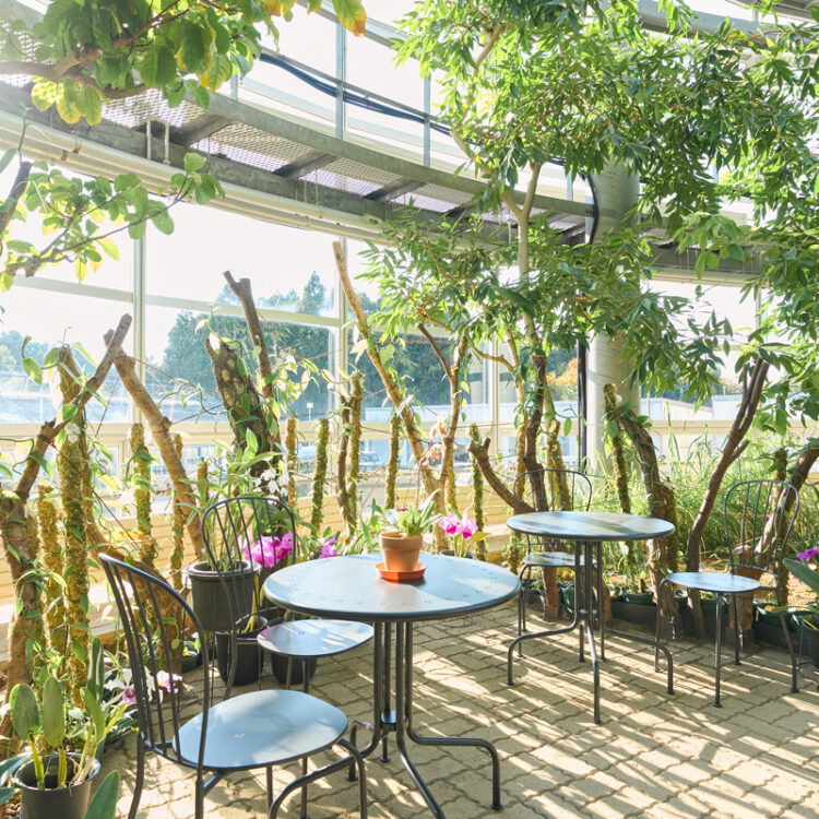 バニラ50本新設スペース