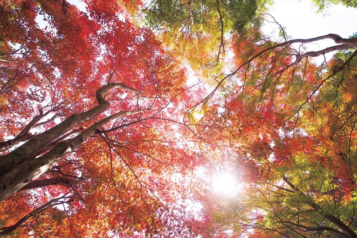 写真を上手に撮るコツ 季節感