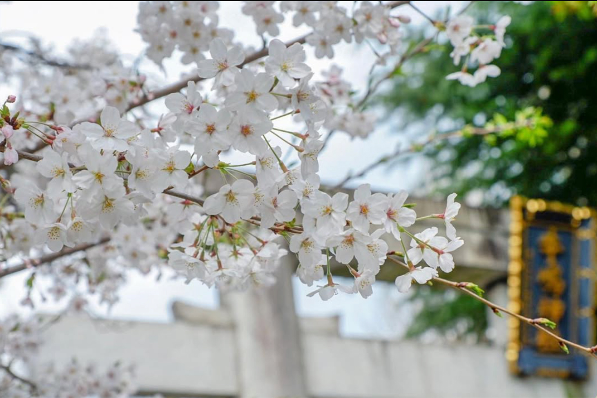 隅田公園の桜越しに牛嶋神社の鳥居