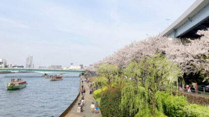 【下町開運さんぽ】隅田川沿いに咲く爛漫の桜を愛でつつ、寺社めぐり。