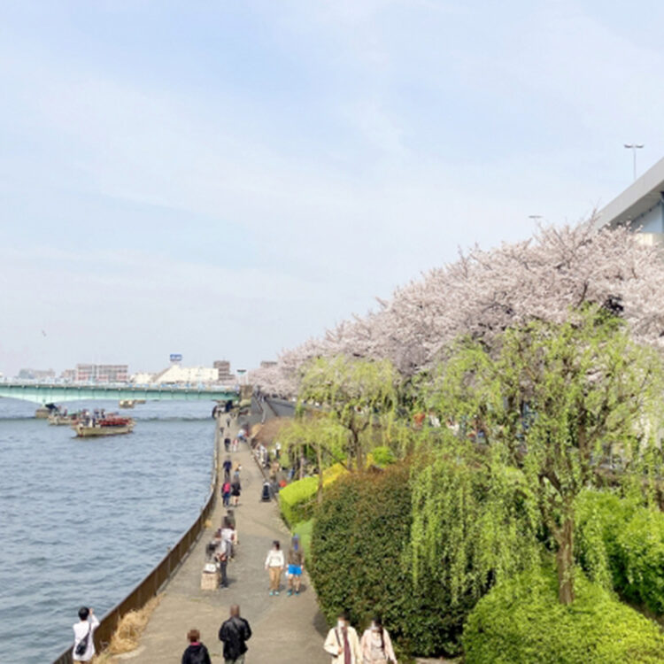 東京の花見、穴場はここ。桜×グルメ×開運で楽しむ、2026年春の完全ガイド