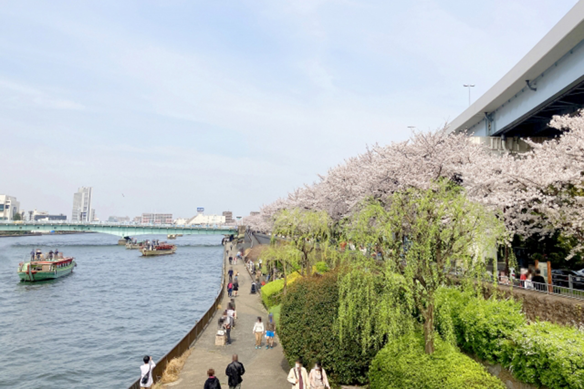東京の花見、穴場はここ。桜×グルメ×開運で楽しむ、2026年春の完全ガイド