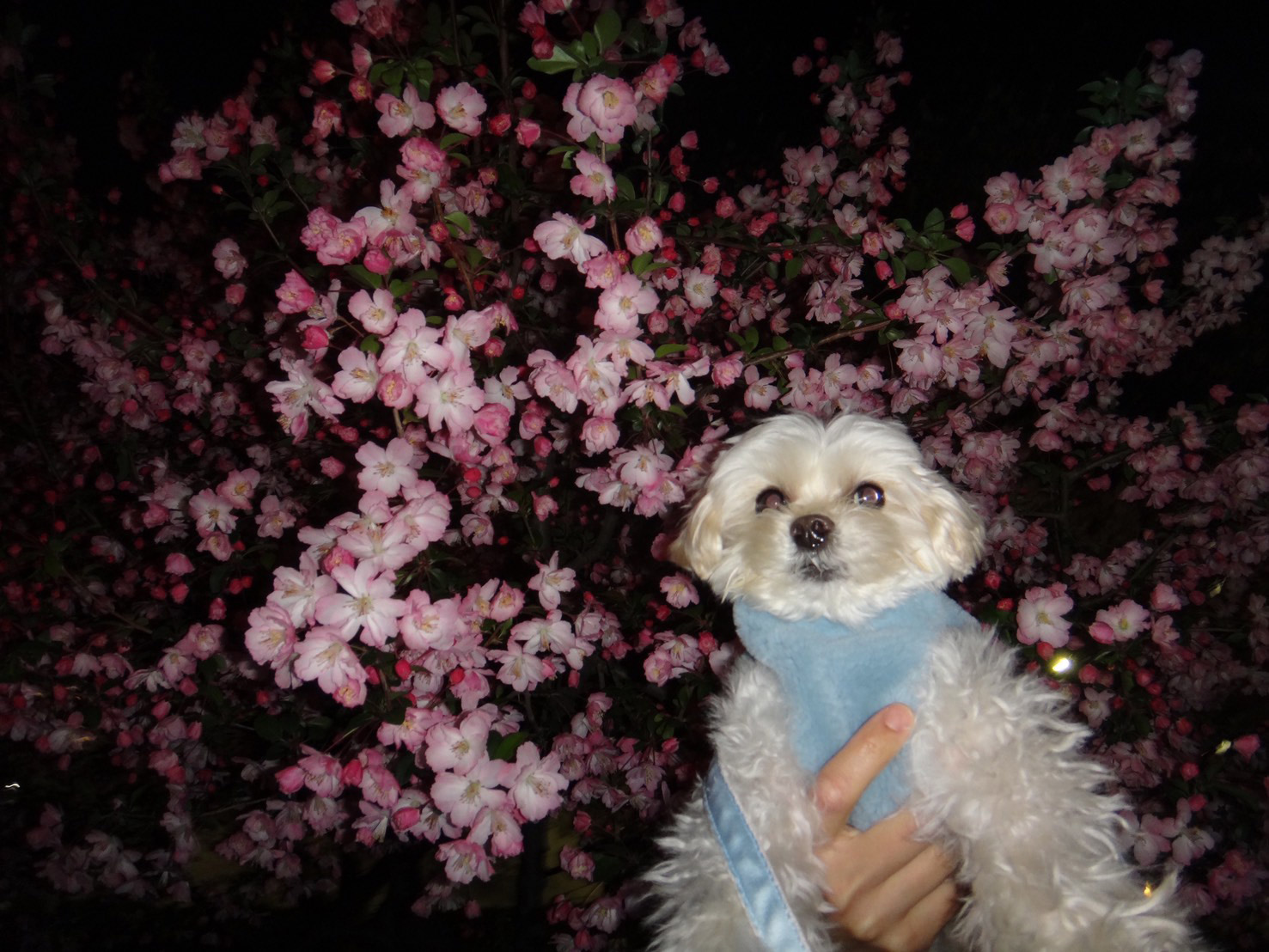 きゃりーぱみゅぱみゅ　保護者会でしくじった話