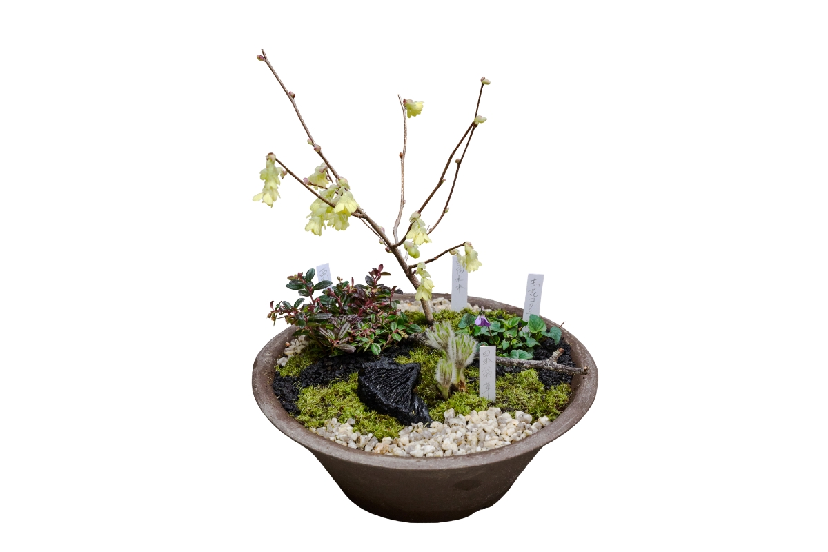 野生の愛らしさに、思わず顔がほころぶ。〈野の花司〉　銀座で選ぶ観葉植物