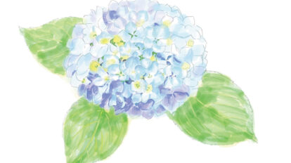 【鎌倉】アジサイだけじゃもったいない。6月に見頃を迎える「花の見頃カレンダー」