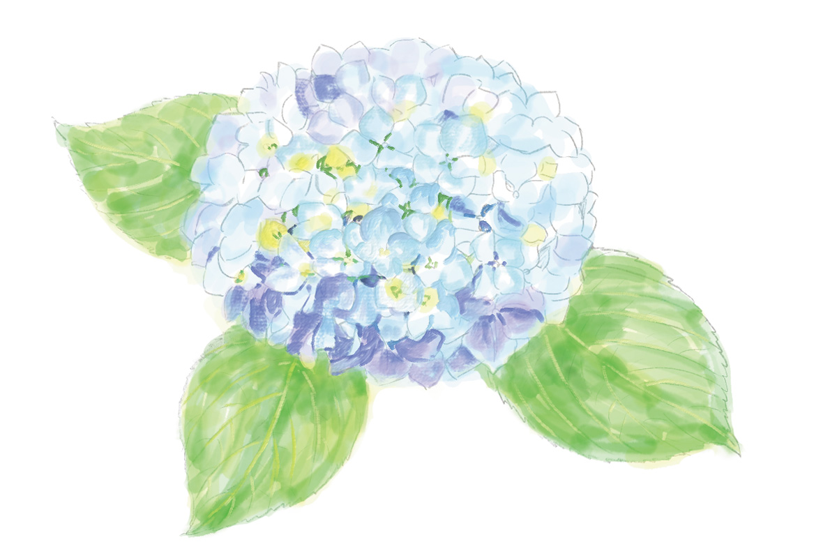 【鎌倉】アジサイだけじゃもったいない。6月に見頃を迎える「花の見頃カレンダー」