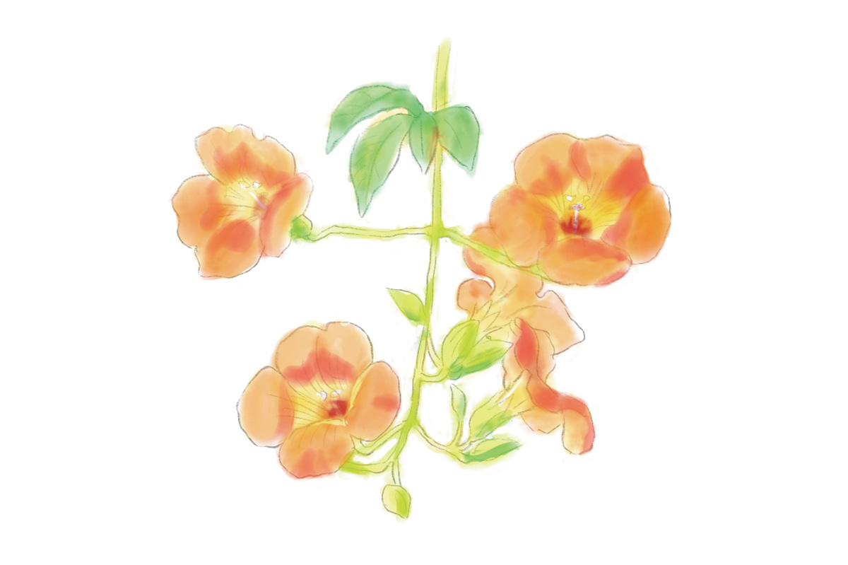 鎌倉で7月に見頃を迎える花1. ノウゼンカズラ(見頃:7月上旬~8月上旬)