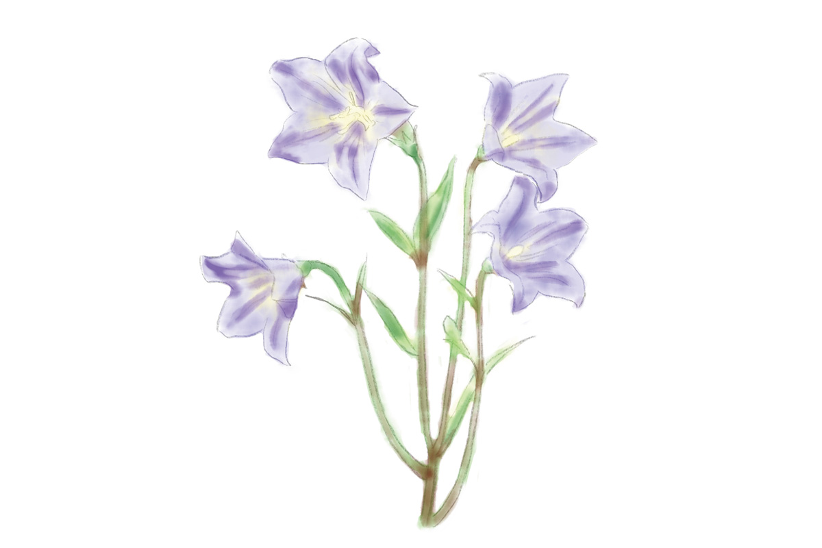 鎌倉で7月に見頃を迎える花3. キキョウ(見頃:7月上旬~8月中旬)